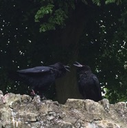 Ravens 3.jpg