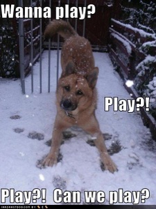 funny-dog-pictures-wanna-play